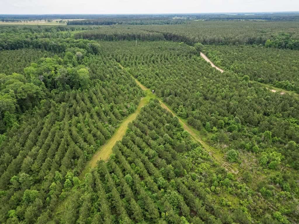 Hunting Land in Mousehouse Parish Near Bastrop, LA