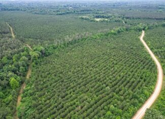Hunting Land in Mousehouse Parish Near Bastrop, LA