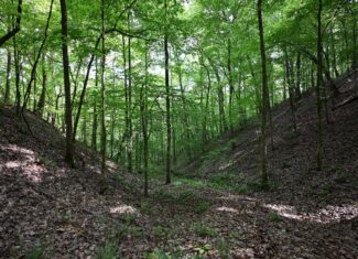 LAND FOR SALE IN TN, 95 AC+/-, CREEKS, HARDWOODS, HUNTING