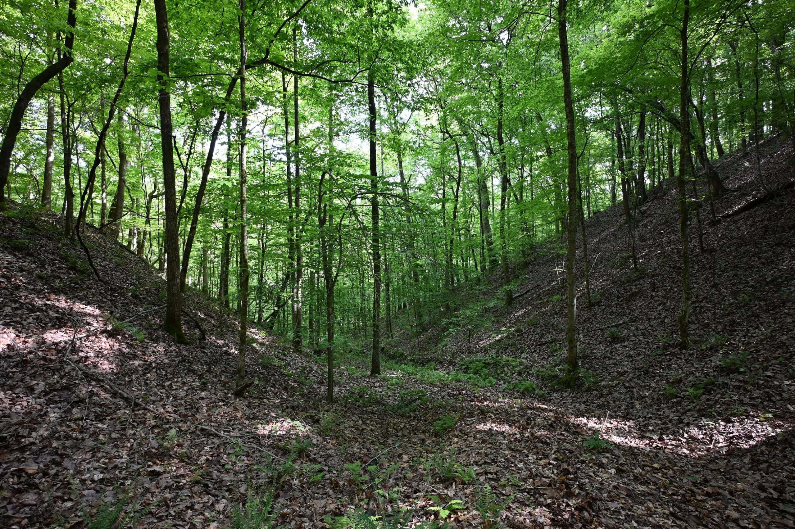 LAND FOR SALE IN TN, 95 AC+/-, CREEKS, HARDWOODS, HUNTING