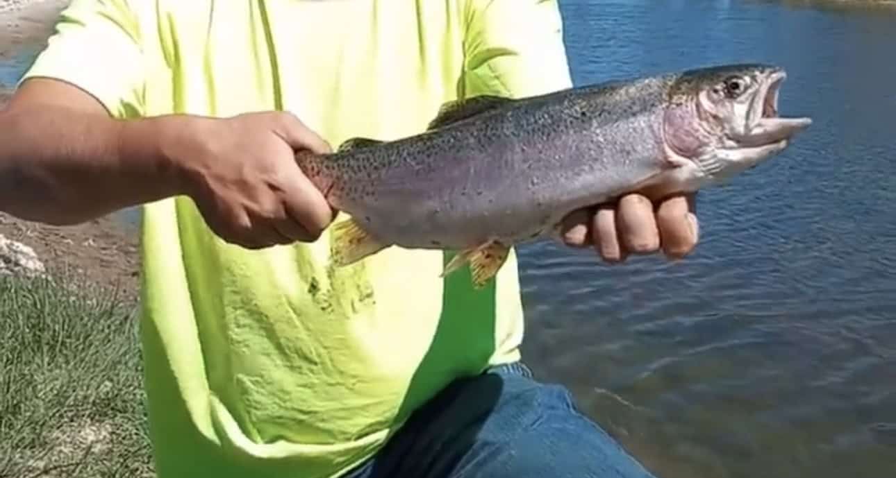 Scenic Montana Ranch with Elk, Deer & Trout Fishing