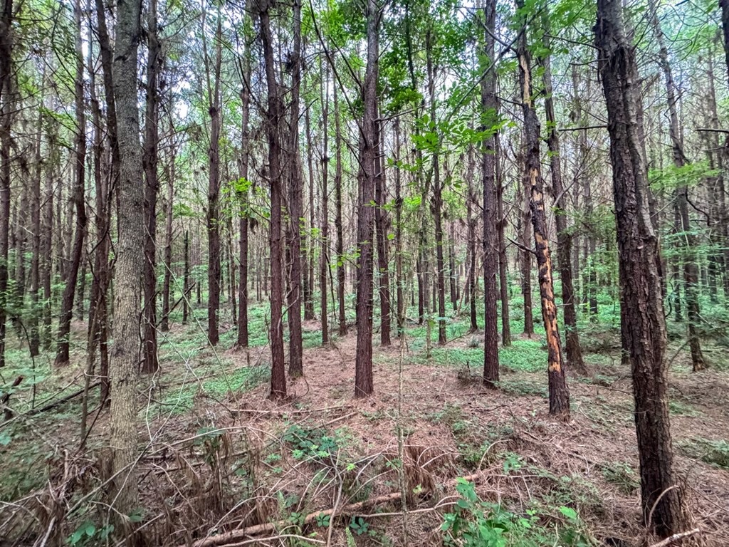 Secluded Land for Sale in Roxie – MS Hamburg Community Lot