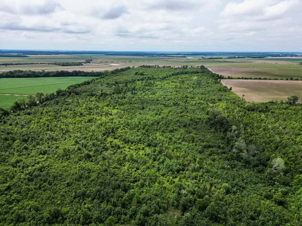 Hunting Land for Sale Morehouse Parish, LA