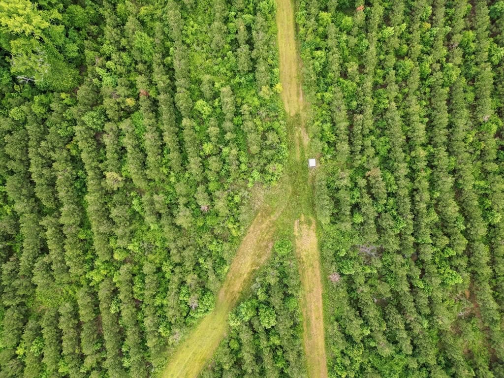 Hunting Land in Mousehouse Parish Near Bastrop, LA
