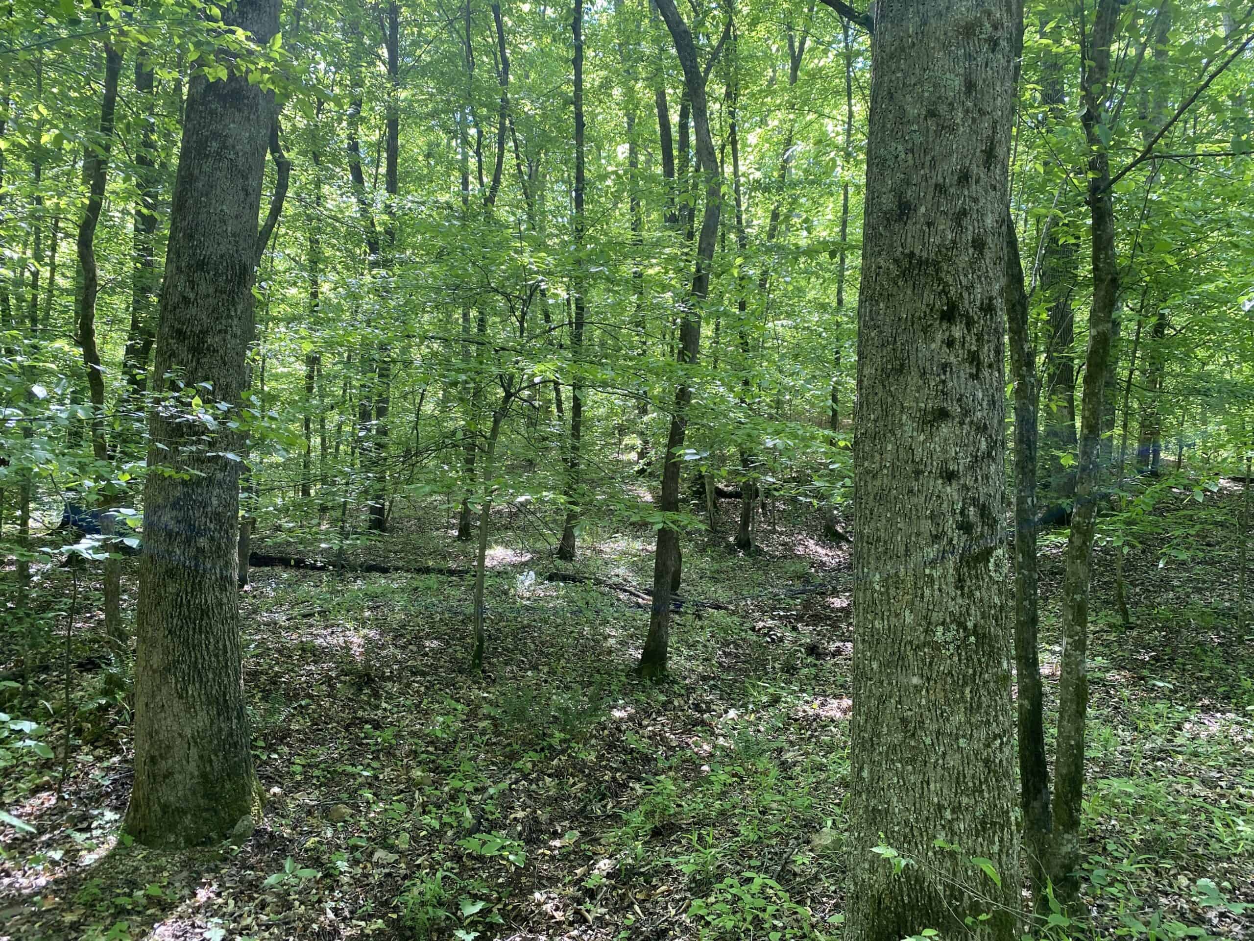 LAND FOR SALE IN TN, 39 AC+/-, CREEK, OPEN & WOODED, HUNTING