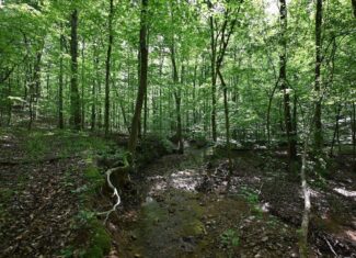 LAND FOR SALE IN TN, 95 AC+/-, CREEKS, HARDWOODS, HUNTING
