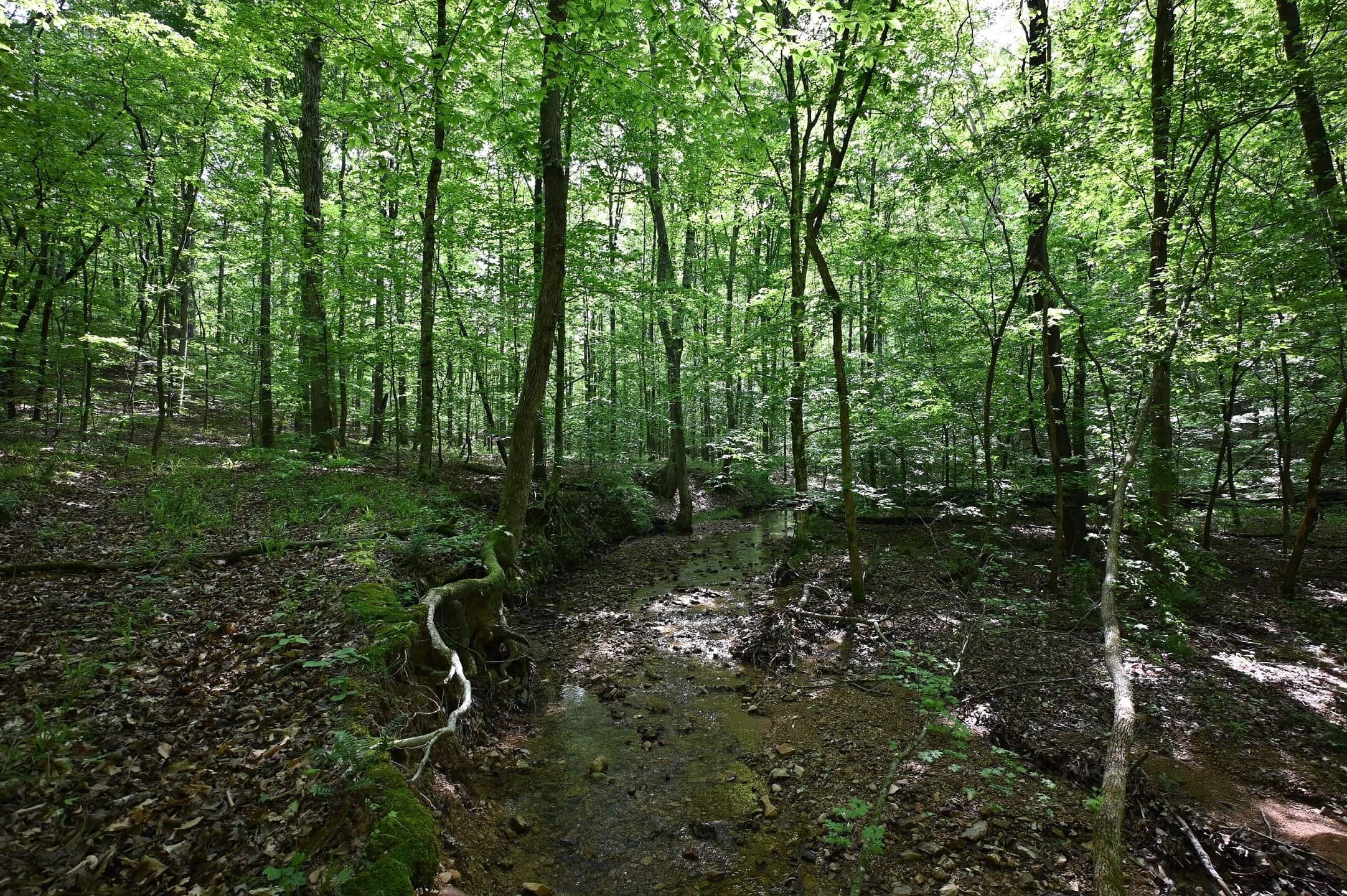 LAND FOR SALE IN TN, 95 AC+/-, CREEKS, HARDWOODS, HUNTING