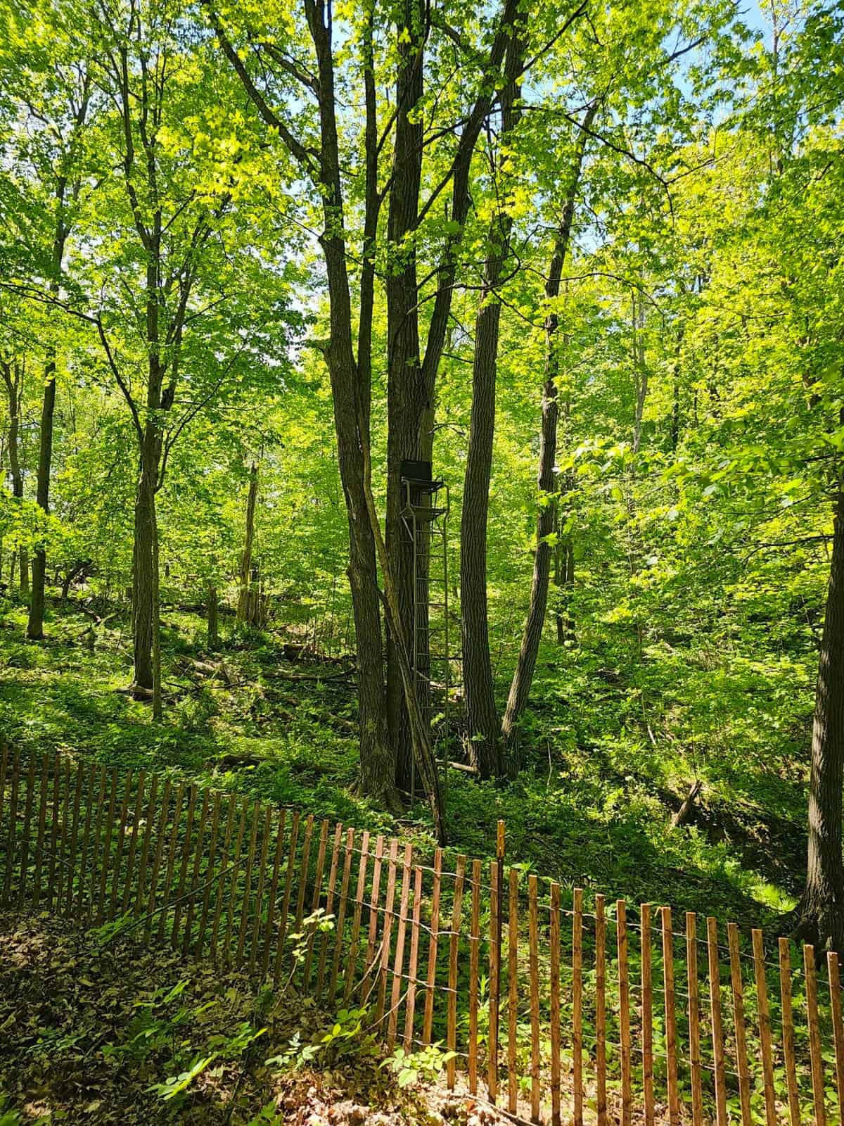 65-acre trophy whitetail and turkey hotspot