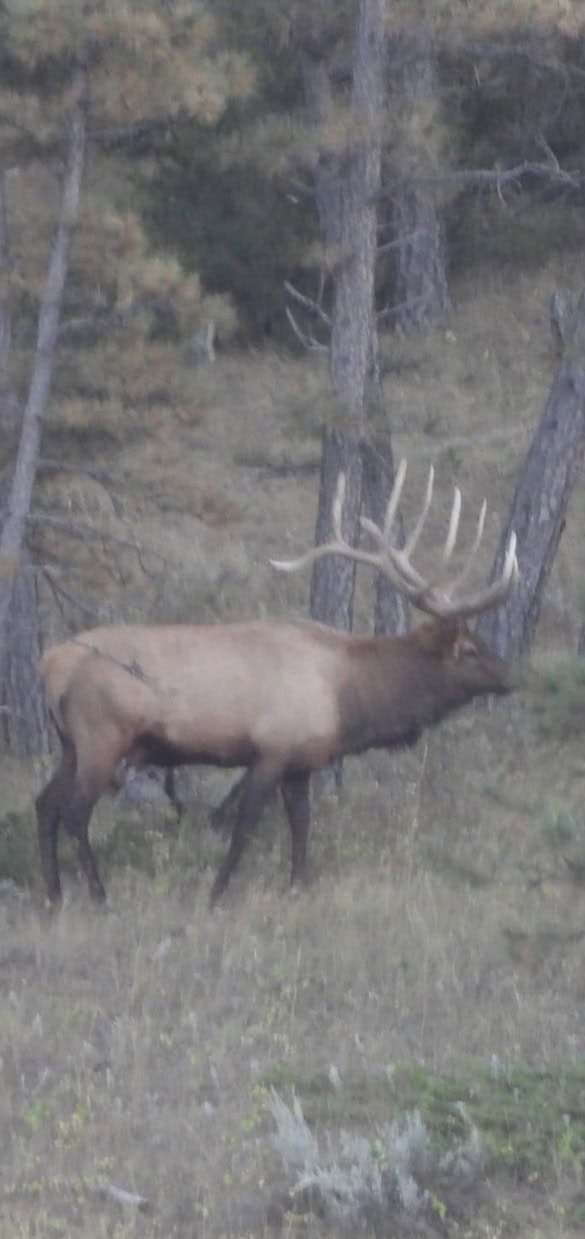Scenic Montana Ranch with Elk, Deer & Trout Fishing
