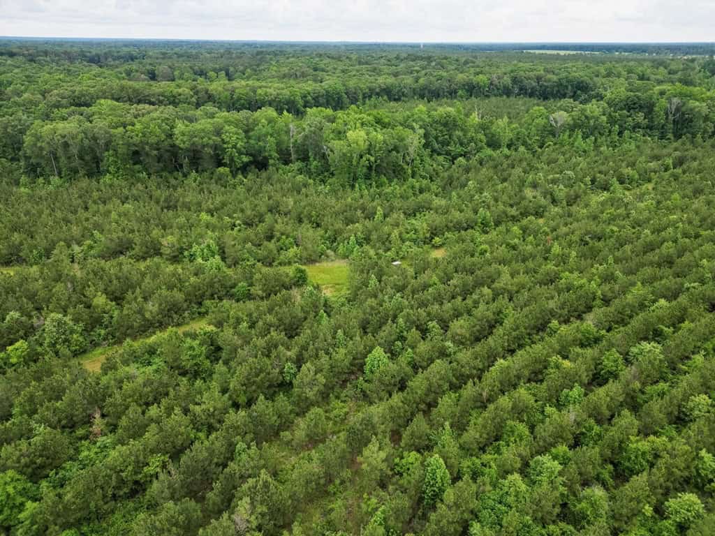 Hunting Land in Mousehouse Parish Near Bastrop, LA