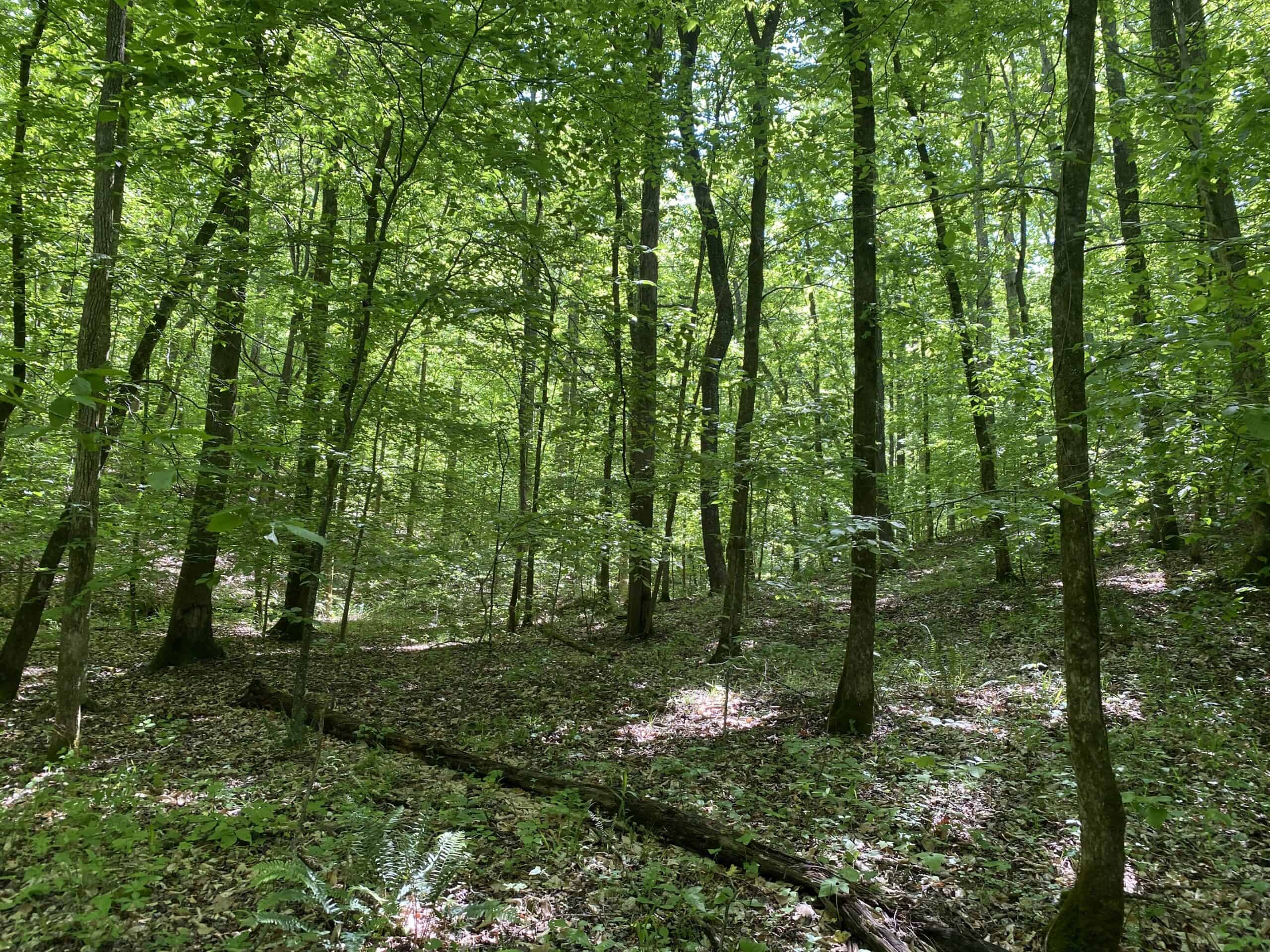LAND FOR SALE IN TN, 39 AC+/-, CREEK, OPEN & WOODED, HUNTING