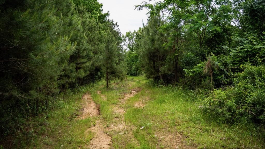 Hunting Land in Mousehouse Parish Near Bastrop, LA