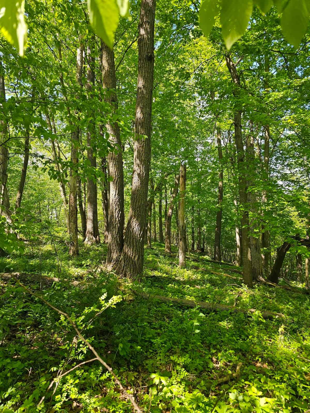 65-acre trophy whitetail and turkey hotspot