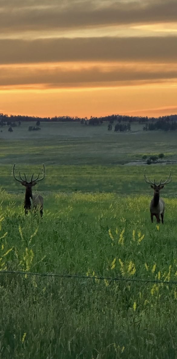 Scenic Montana Ranch with Elk, Deer & Trout Fishing