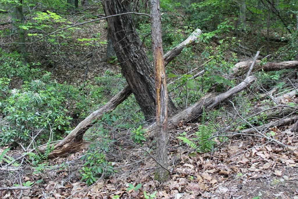 Prime Hunting Land Near Locust Grove & Culpeper, VA