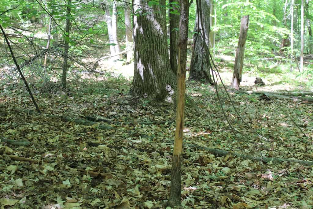 Prime Hunting Land Near Locust Grove & Culpeper, VA