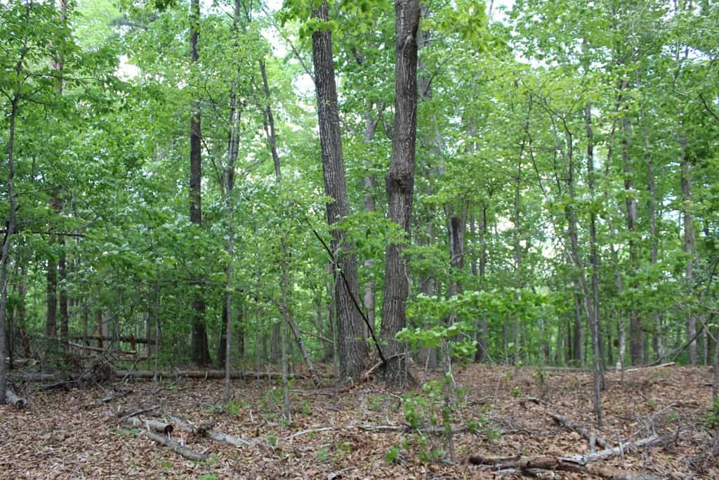 Prime Hunting Land Near Locust Grove & Culpeper, VA