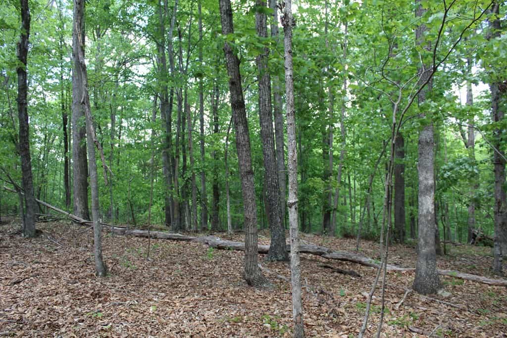 Prime Hunting Land Near Locust Grove & Culpeper, VA