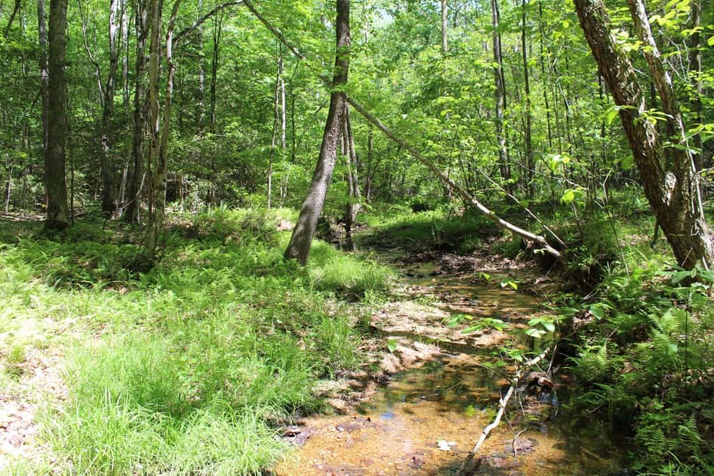 Prime Hunting Land Near Locust Grove & Culpeper, VA