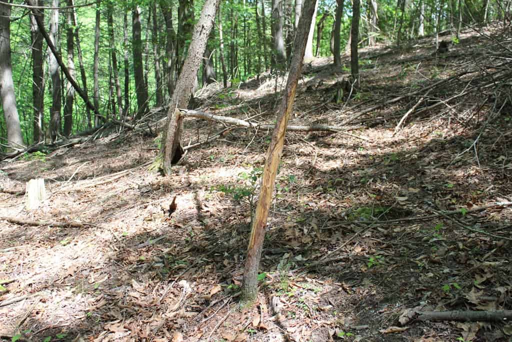 Prime Hunting Land Near Locust Grove & Culpeper, VA