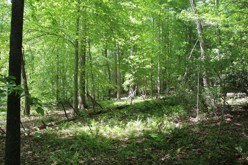Prime Hunting Land Near Locust Grove & Culpeper, VA