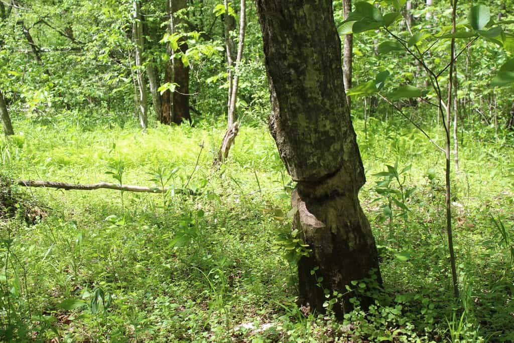 Prime Hunting Land Near Locust Grove & Culpeper, VA