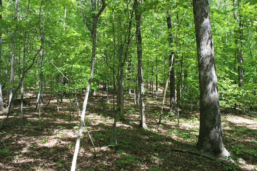 Prime Hunting Land Near Locust Grove & Culpeper, VA