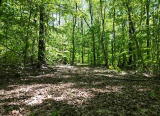 Prime Hunting Land Near Locust Grove & Culpeper, VA