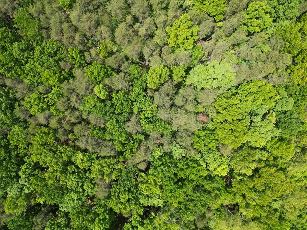 Prime Hunting Land Near Locust Grove & Culpeper, VA