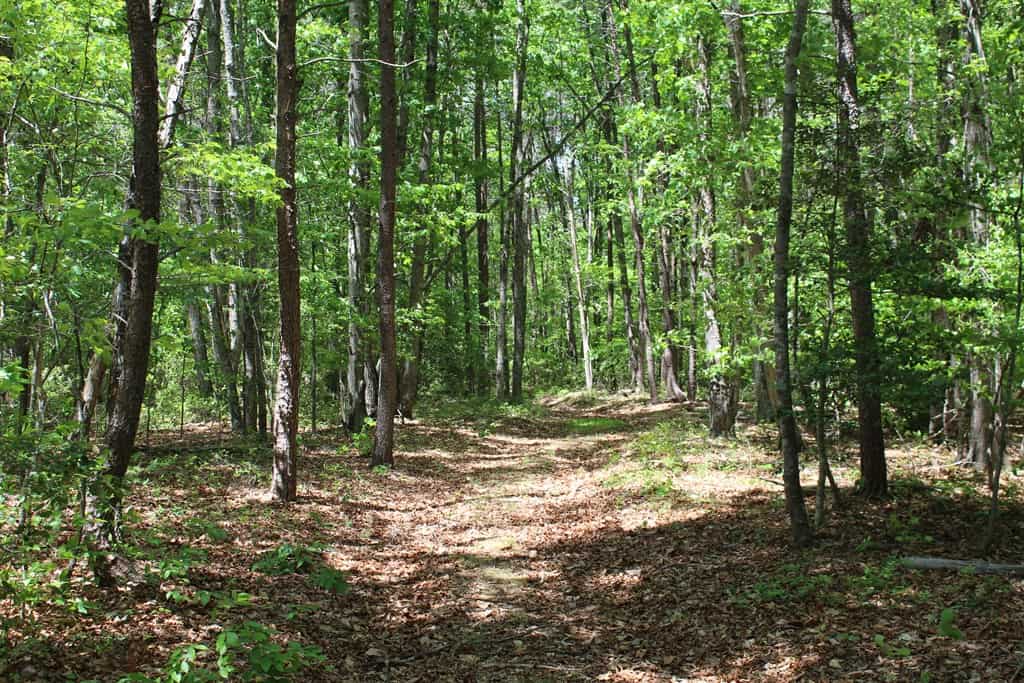 Prime Hunting Land Near Locust Grove & Culpeper, VA