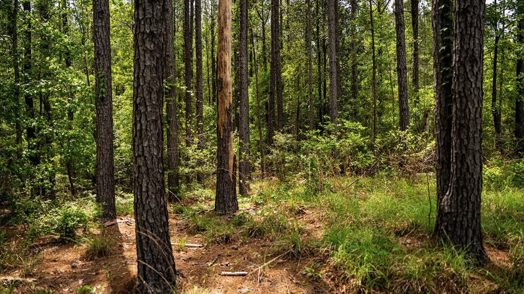 Homochitto Natl Forest Hunting Property Wilkinson Co, MS