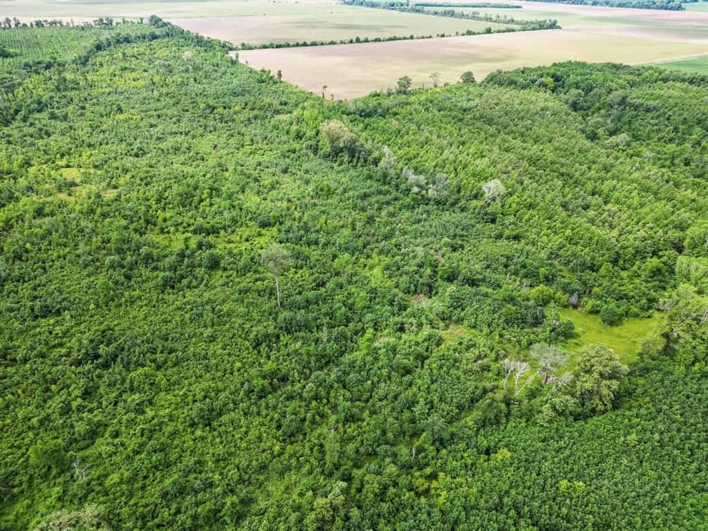 Hunting Land for Sale Morehouse Parish, LA
