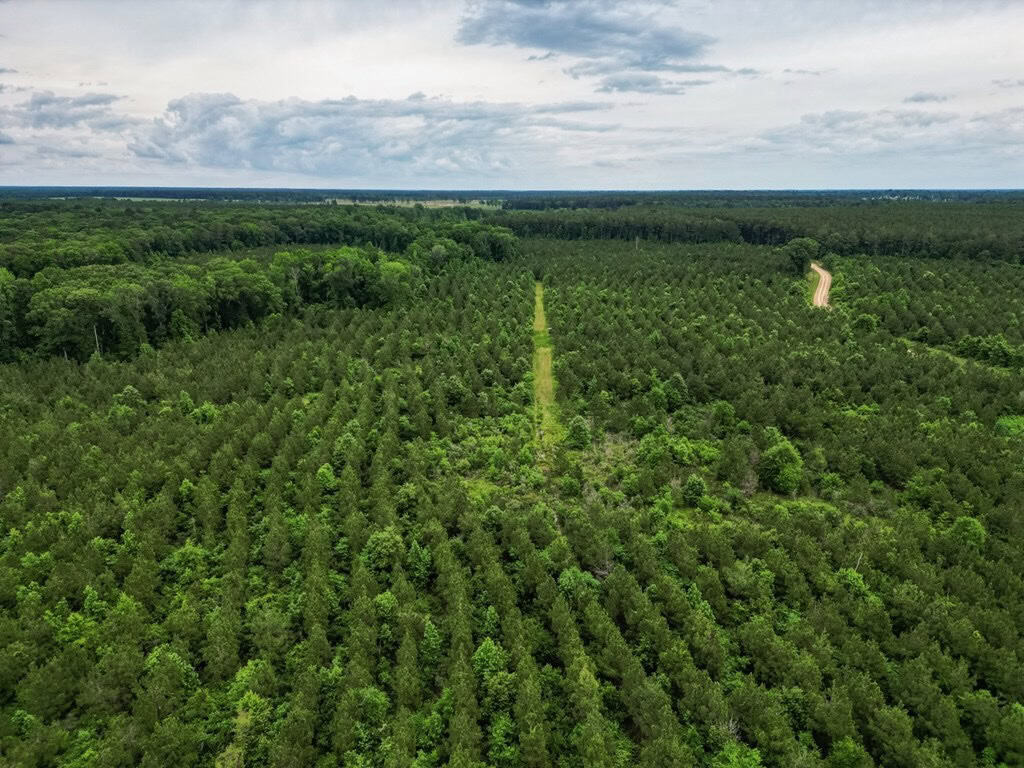 Hunting Land in Mousehouse Parish Near Bastrop, LA