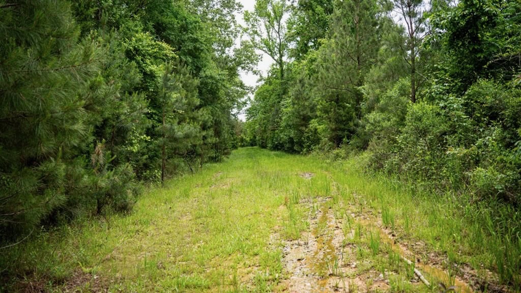 Hunting Land in Mousehouse Parish Near Bastrop, LA