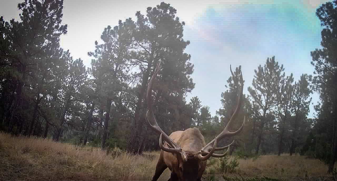 Scenic Montana Ranch with Elk, Deer & Trout Fishing