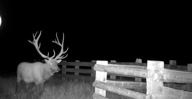 Scenic Montana Ranch with Elk, Deer & Trout Fishing