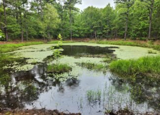 40 Acres – Off-Grid Mountain Getaway in Bengal, Oklahoma
