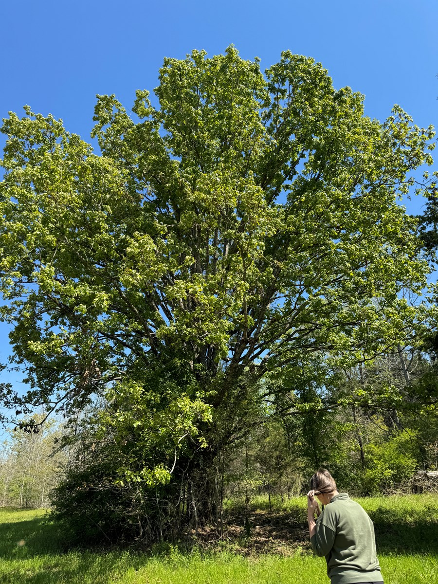 Excellent Off Grid Homesite in Miller County