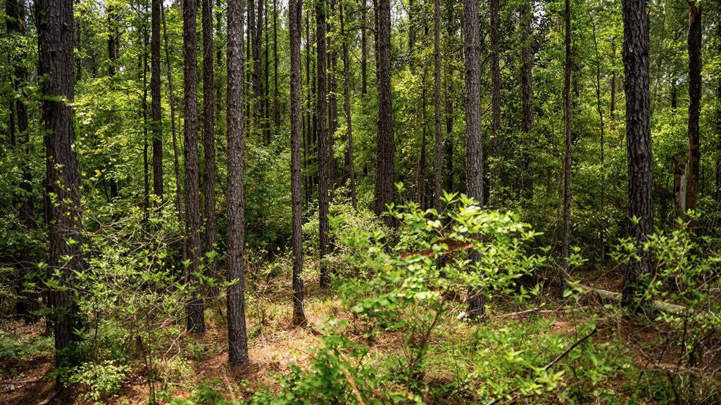 Homochitto Natl Forest Hunting Property Wilkinson Co, MS