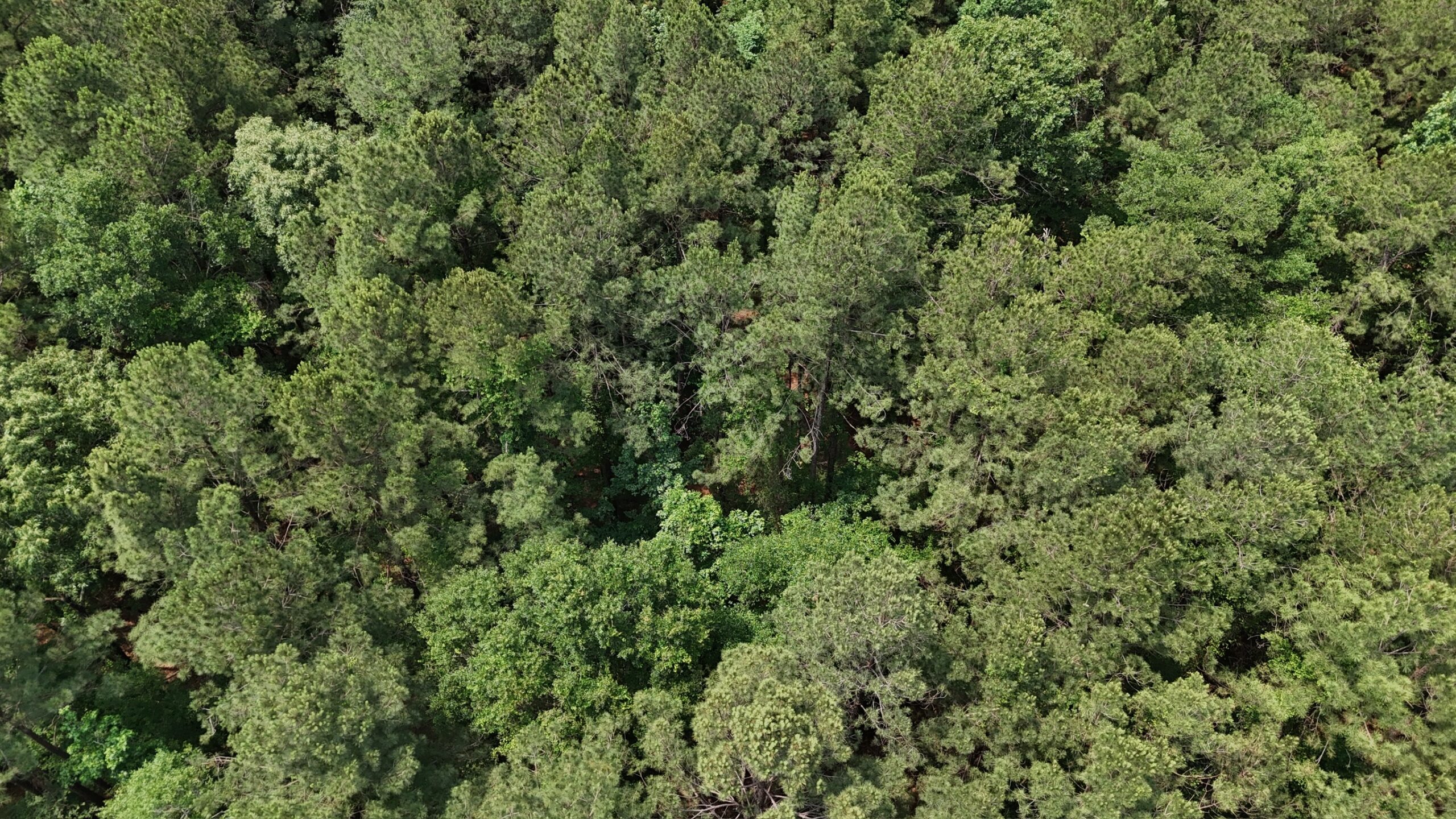 70 Acre Hunting Property with Camp Spot and Utilities