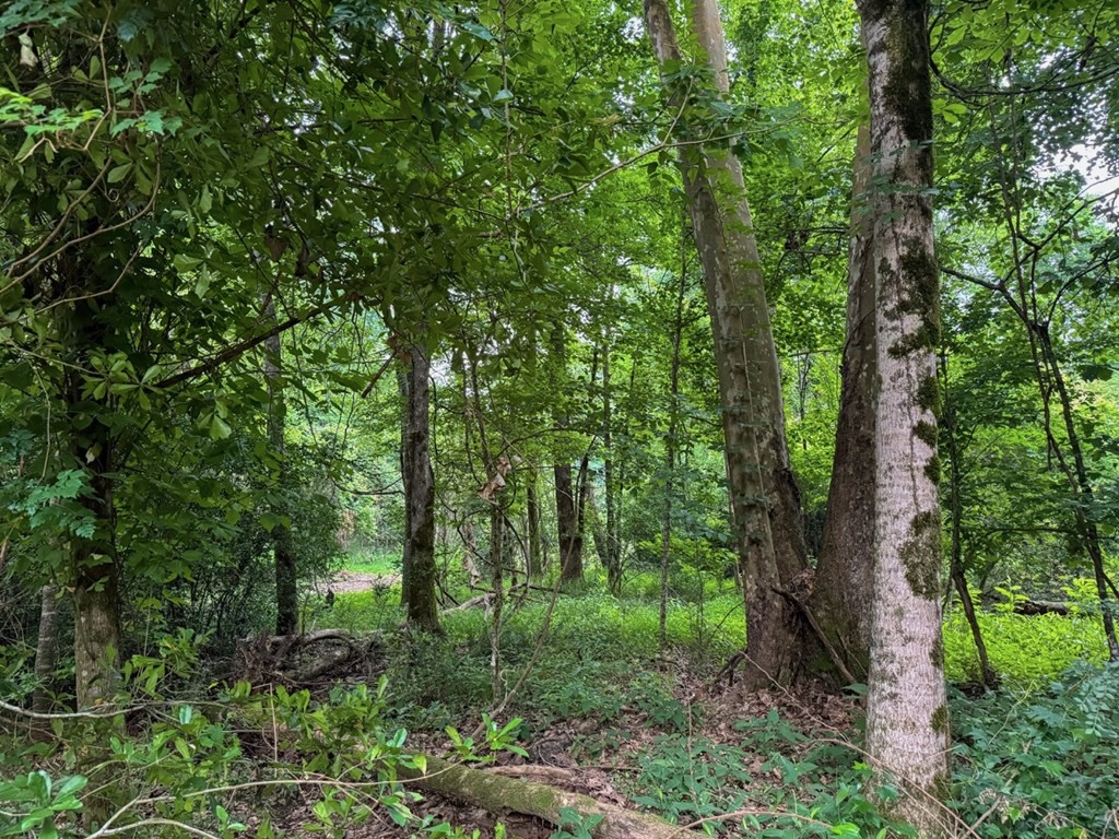 51 Acres of Hunting Land for Sale in Roxie, Mississippi