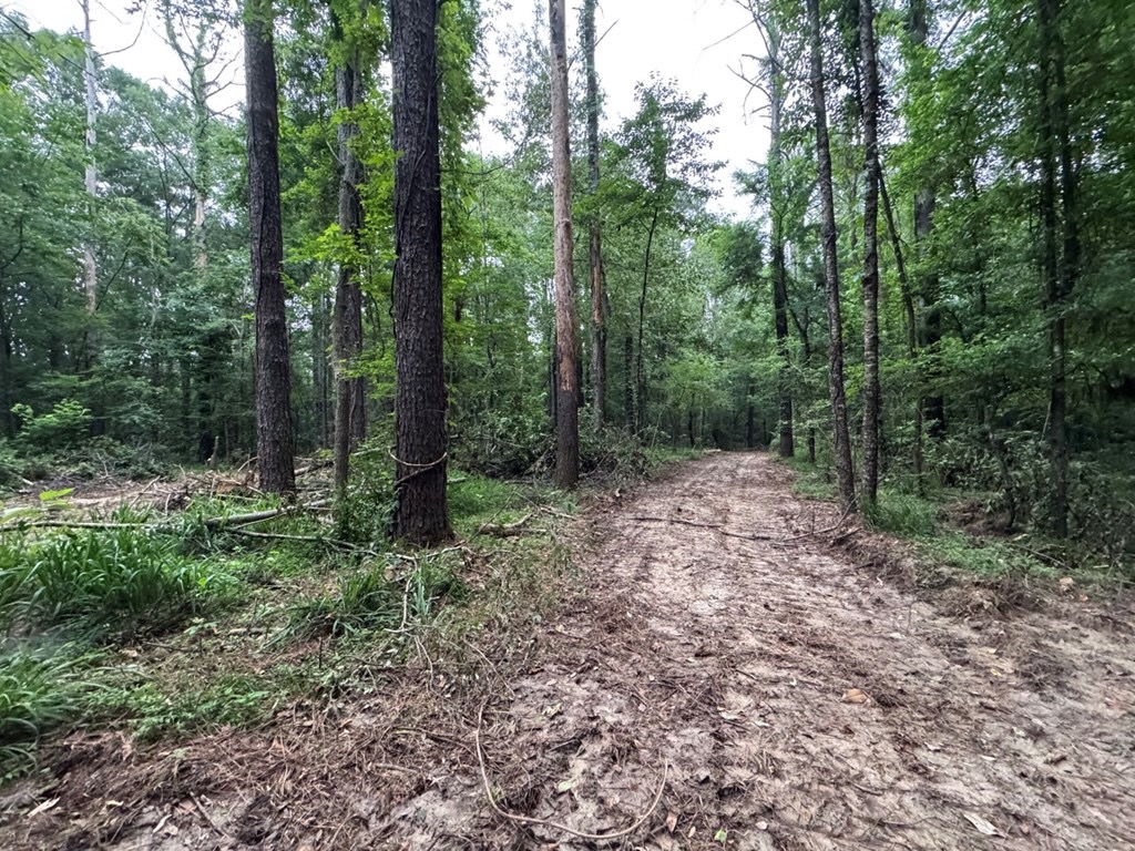 Hamburg 41: Hunting Land for Sale in Roxie, Mississippi