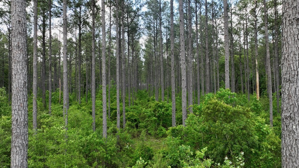 South Mississippi Hunting Paradise for Sale Amite County,MS
