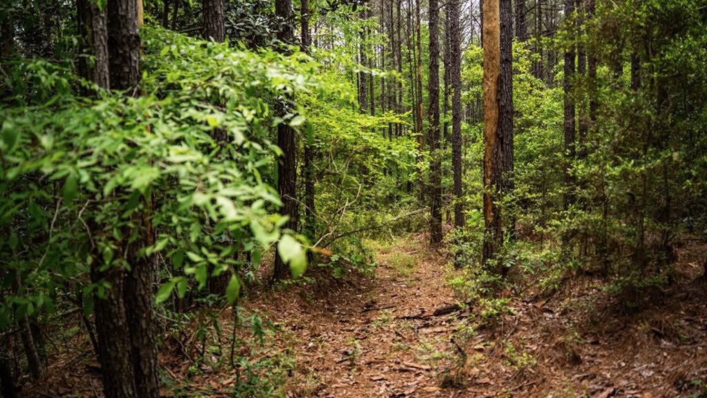 Hunting Property Homochitto Nat’l Forest Wilkinson Co MS