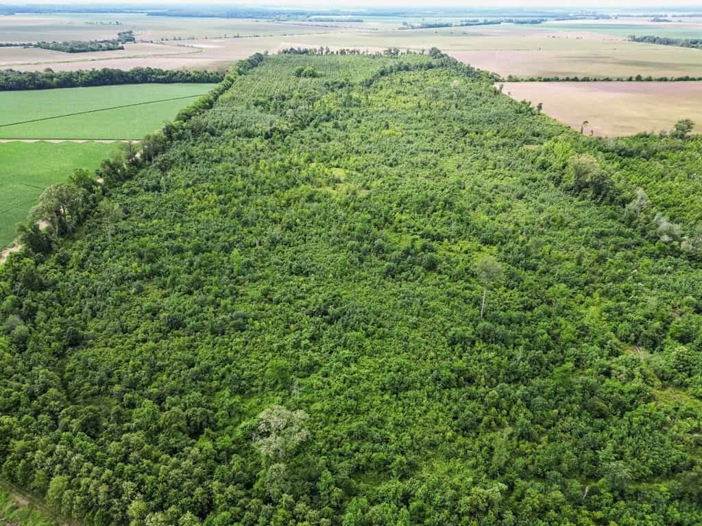 Hunting Land for Sale Morehouse Parish, LA