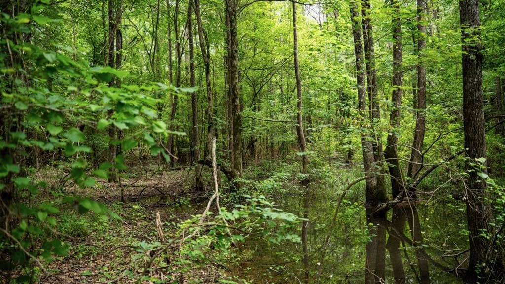 Hunting Land in Mousehouse Parish Near Bastrop, LA