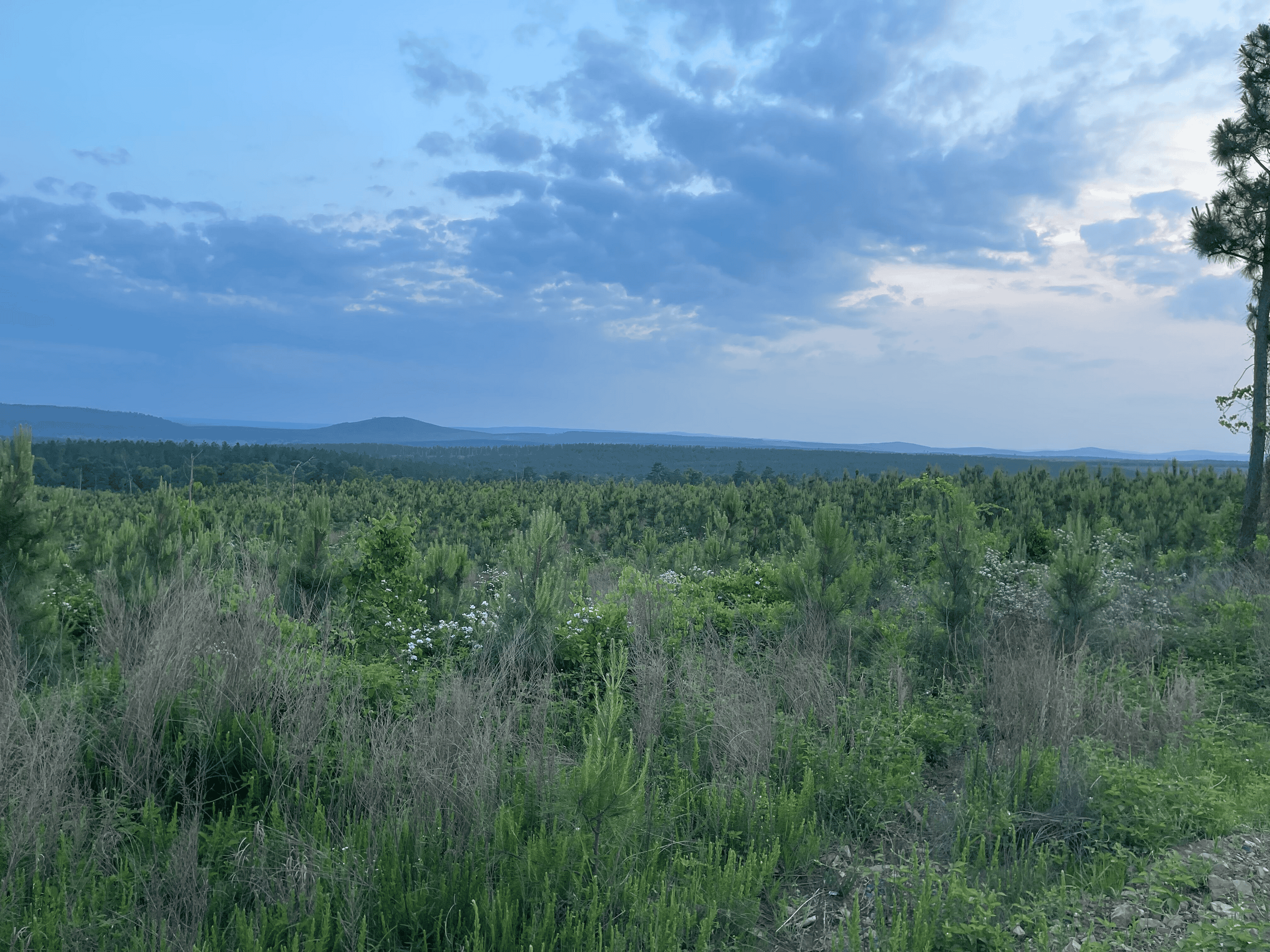 40 acres mol located just off of Wild Horse Trail in McCurtain, County, OK