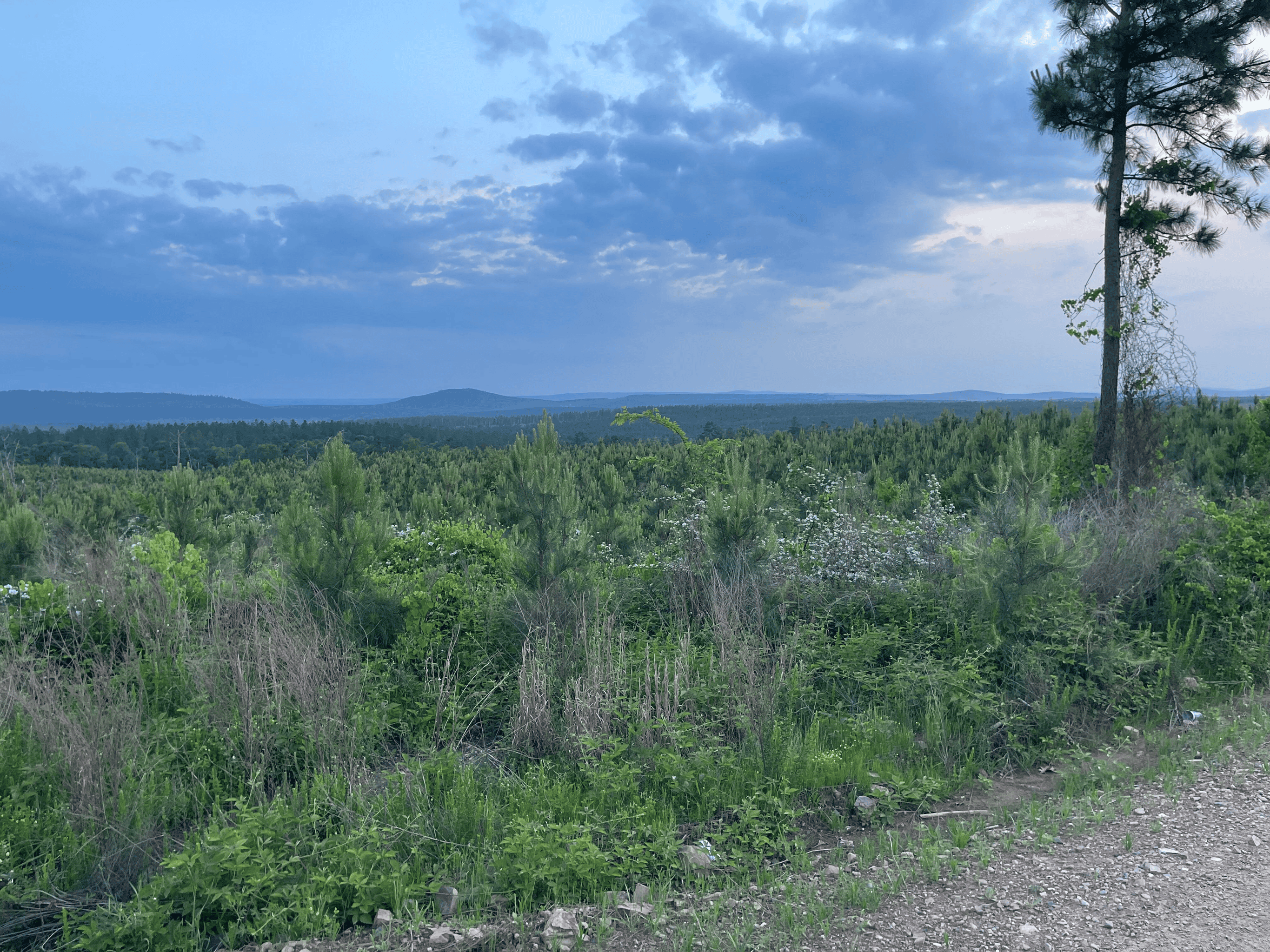 40 acres mol located just off of Wild Horse Trail in McCurtain, County, OK