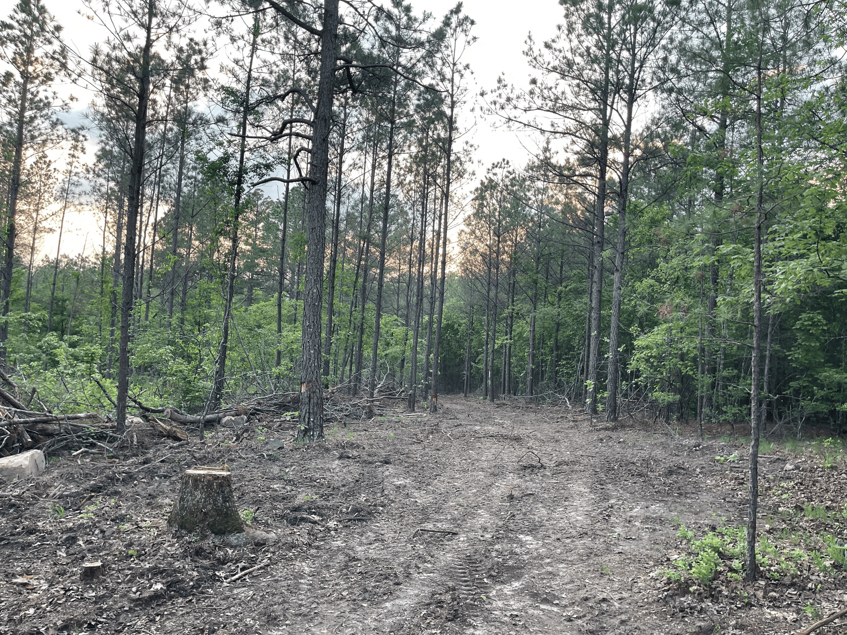 40 acres mol located just off of Wild Horse Trail in McCurtain, County, OK