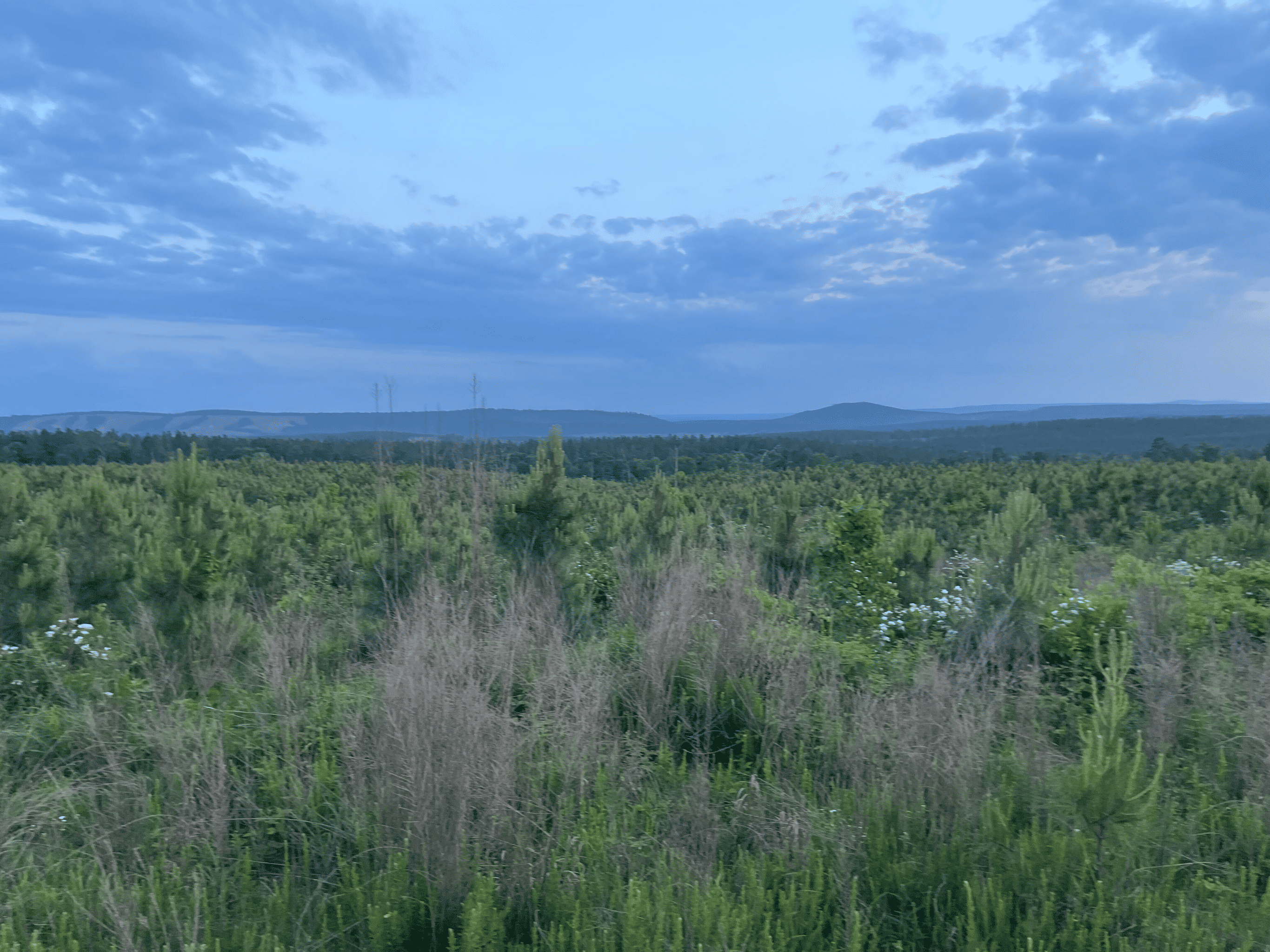 40 acres mol located just off of Wild Horse Trail in McCurtain, County, OK